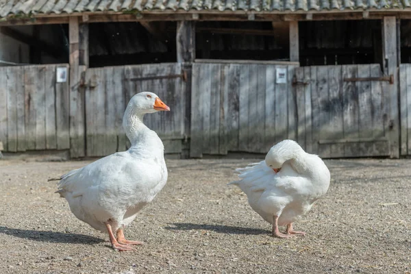 Házi Liba Anser Anser Domesticus Pár Istállóban — Stock Fotó