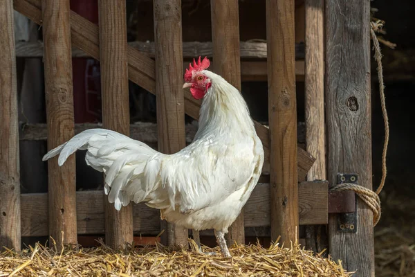 Weißer Hahn Einem Bauernhof Pädagogischer Bauernhof Rhinau Elsass Frankreich — Stockfoto