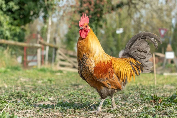 农场里的公鸡 教育农场 阿尔萨斯 — 图库照片