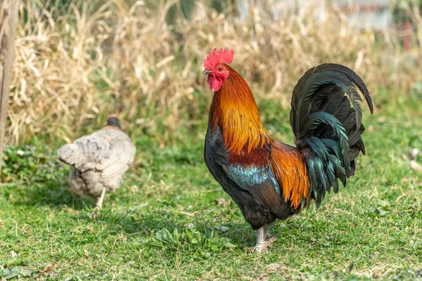 Kakas Tyúkok Egy Farmon Oktatási Farm Rhinau Elzász Franciaország — Stock Fotó