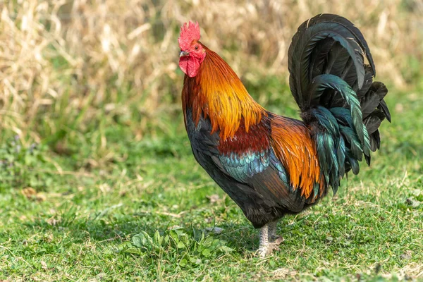 Çiftlikteki horoz. Eğitim Çiftliği, Gergedan, Alsace, Fransa.