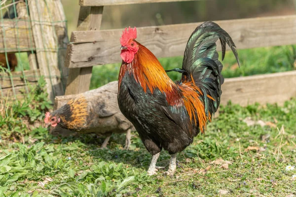 Galo Galinhas Num Quintal Fazenda Educativa Rhinau Alsácia França — Fotografia de Stock