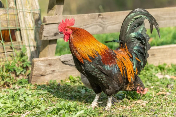 Coq Dans Une Ferme Education Ferme Rhinau Alsace France — Photo