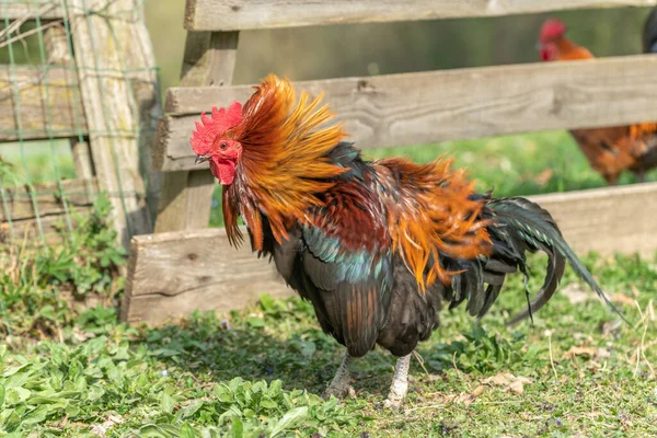 農家の鶏 教育農場 サイナス フランス — ストック写真