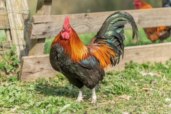 Coq Dans Une Ferme Education Ferme Rhinau Alsace France — Photo