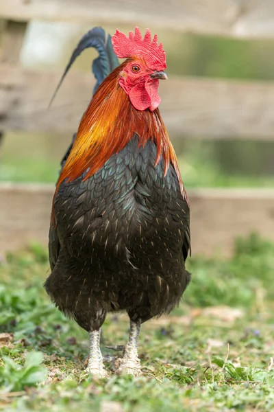 Coq Dans Une Ferme Education Ferme Rhinau Alsace France — Photo