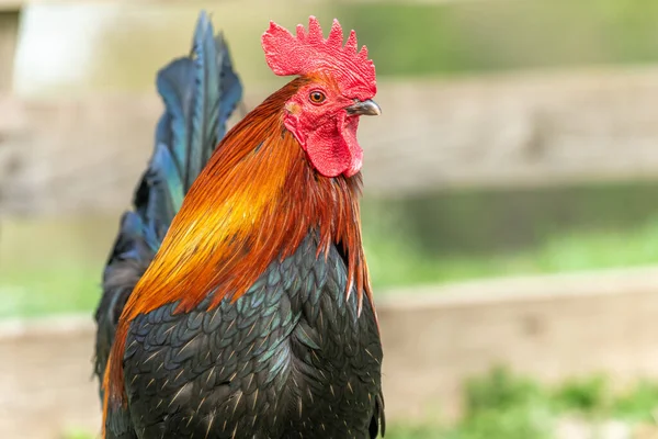 Portrait Coq Dans Une Cour Ferme Education Ferme Rhinau Alsace — Photo