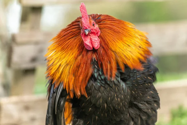 Portrait Coq Dans Une Cour Ferme Education Ferme Rhinau Alsace — Photo