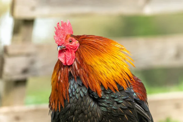 农场里的一只公鸡的画像 教育农场 阿尔萨斯 — 图库照片