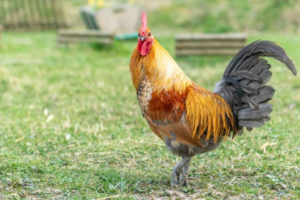 Galo Num Quintal Fazenda Educativa Rhinau Alsácia França — Fotografia de Stock