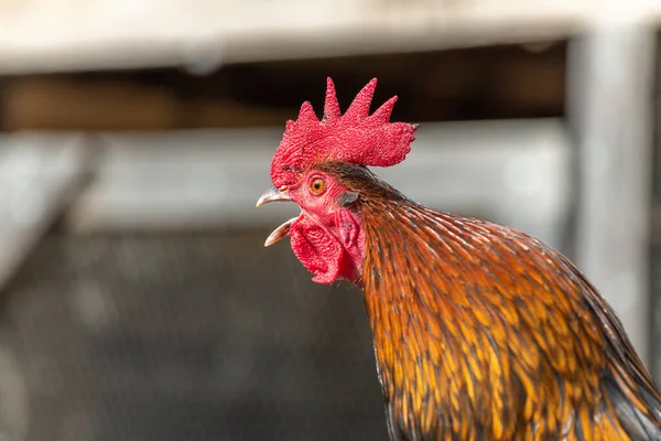 農家に群がっている鶏の肖像画 アルザスの教育農場 — ストック写真