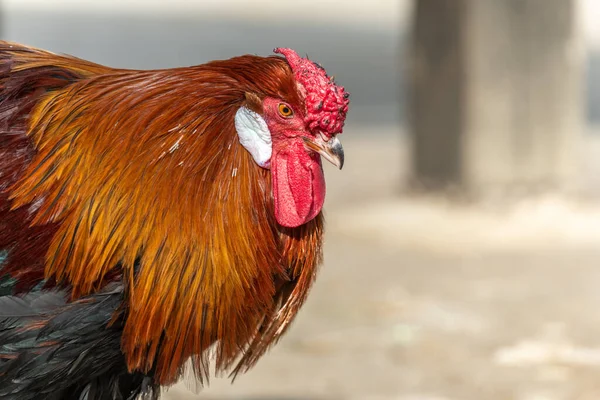 農家の鶏の肖像画 教育農場 サイナス フランス — ストック写真