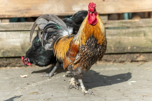 Hahn Und Hühner Auf Einem Bauernhof Pädagogischer Bauernhof Rhinau Elsass — Stockfoto