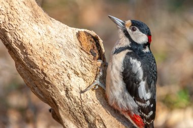 Büyük Benekli Ağaçkakan erkek (Dendrocopos major) ormanın bir dalına tünemiş..