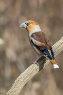 Saka kuşu (Coccothraustes coccothraustes) ormandaki bir dala tünemiştir..