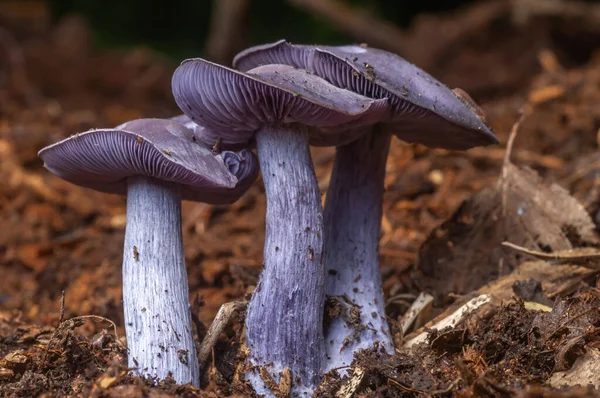 森林中的可食用蓝蘑菇 Lepista Nuda — 图库照片