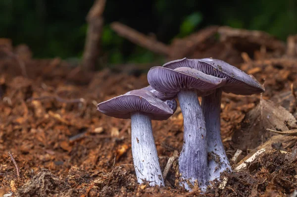 森林中的可食用蓝蘑菇 Lepista Nuda — 图库照片