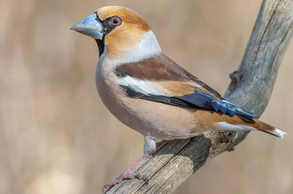 Hawfinch Coccothraustes Coccothraustes Perched Branch Forest — Stock Photo, Image