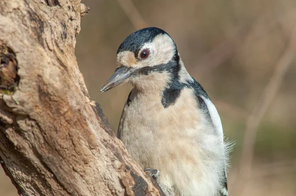 Büyük Benekli Ağaçkakan Erkek Dendrocopos Major Ormanın Bir Dalına Tünemiş — Stok fotoğraf