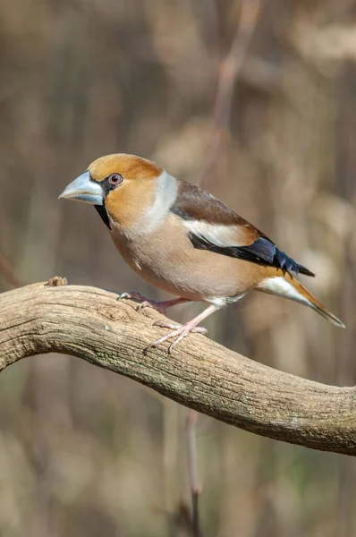 Hawfinch Coccothraustes Coccothraustes Perched Branch Forest — Stock Photo, Image