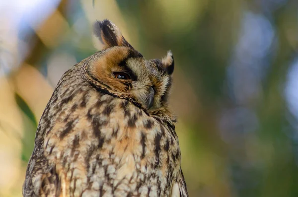 Portrait Hibou Des Marais Asio Otus Perché Dans Arbre Alsace — Photo