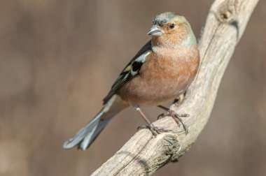 Chaffinch ormandaki bir dala tünemişti. Fransa.