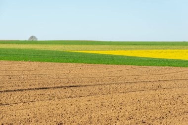 İlkbaharda kırsal alanda kolza ve buğday tarlaları. Fransa.