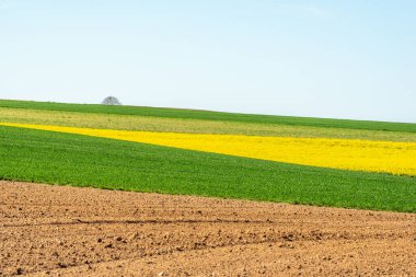 İlkbaharda kırsal alanda kolza ve buğday tarlaları. Fransa.