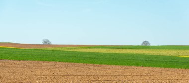 İlkbaharda kırsal alanda kolza ve buğday tarlaları. Fransa.