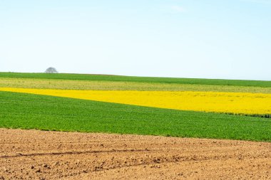 İlkbaharda kırsal alanda kolza ve buğday tarlaları. Fransa.