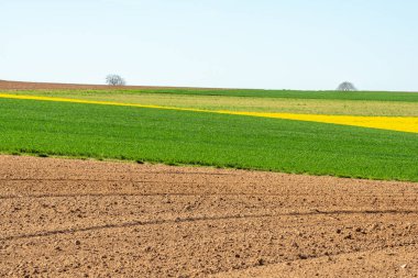 İlkbaharda kırsal alanda kolza ve buğday tarlaları. Fransa.