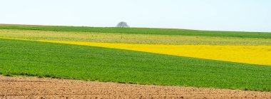 İlkbaharda kırsal alanda kolza ve buğday tarlaları. Fransa.