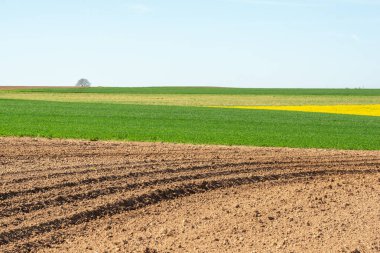 İlkbaharda kırsal alanda kolza ve buğday tarlaları. Fransa.