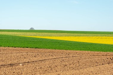 İlkbaharda kırsal alanda kolza ve buğday tarlaları. Fransa.