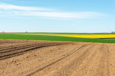 İlkbaharda kırsal alanda kolza ve buğday tarlaları. Fransa.