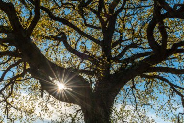 Çayırdaki büyük bir meşe ağacının yapraklarından geçen güneş ışınları. Fransa.