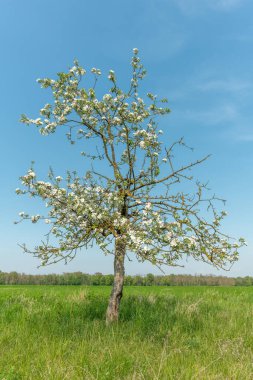 Baharda güneşli bir bahçede çiçek açan elma ağacı. Fransa.