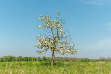 Baharda güneşli bir bahçede çiçek açan elma ağacı. Fransa.