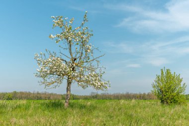 Baharda güneşli bir bahçede çiçek açan elma ağacı. Fransa.