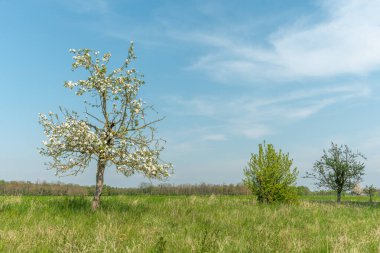 Baharda güneşli bir bahçede çiçek açan elma ağacı. Fransa.