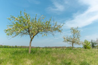 Baharda güneşli bir bahçede çiçek açan elma ağacı. Fransa.