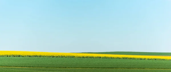 Pola Rzepaku Pszenicy Wsi Wiosną Francja — Zdjęcie stockowe