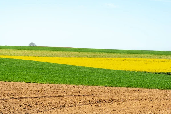 İlkbaharda kırsal alanda kolza ve buğday tarlaları. Fransa.