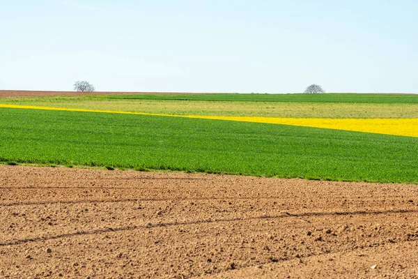 İlkbaharda kırsal alanda kolza ve buğday tarlaları. Fransa.