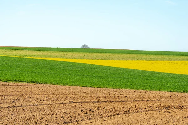 İlkbaharda kırsal alanda kolza ve buğday tarlaları. Fransa.