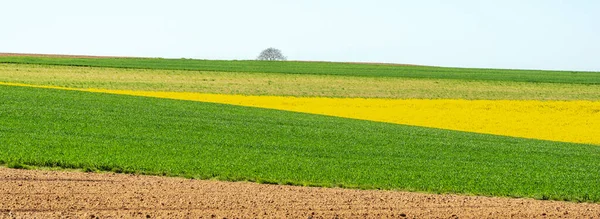 İlkbaharda kırsal alanda kolza ve buğday tarlaları. Fransa.