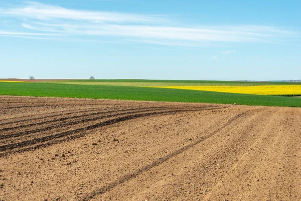 İlkbaharda kırsal alanda kolza ve buğday tarlaları. Fransa.