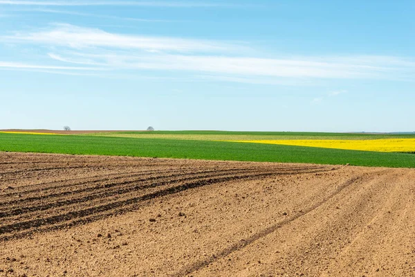 İlkbaharda kırsal alanda kolza ve buğday tarlaları. Fransa.