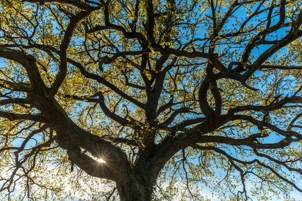 Çayırdaki büyük bir meşe ağacının yapraklarından geçen güneş ışınları. Fransa.