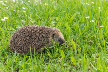 Bahçedeki çiçeklerim arasında yaygın kirpi (Erinaceus europaeus).